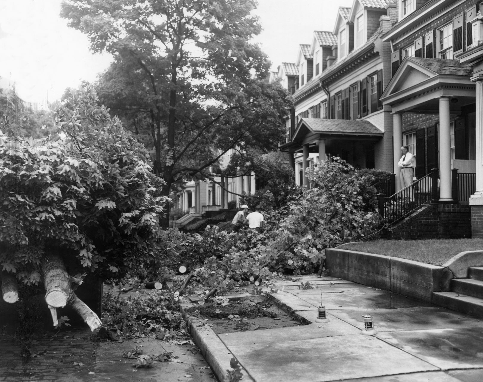 1954 Tree trouble